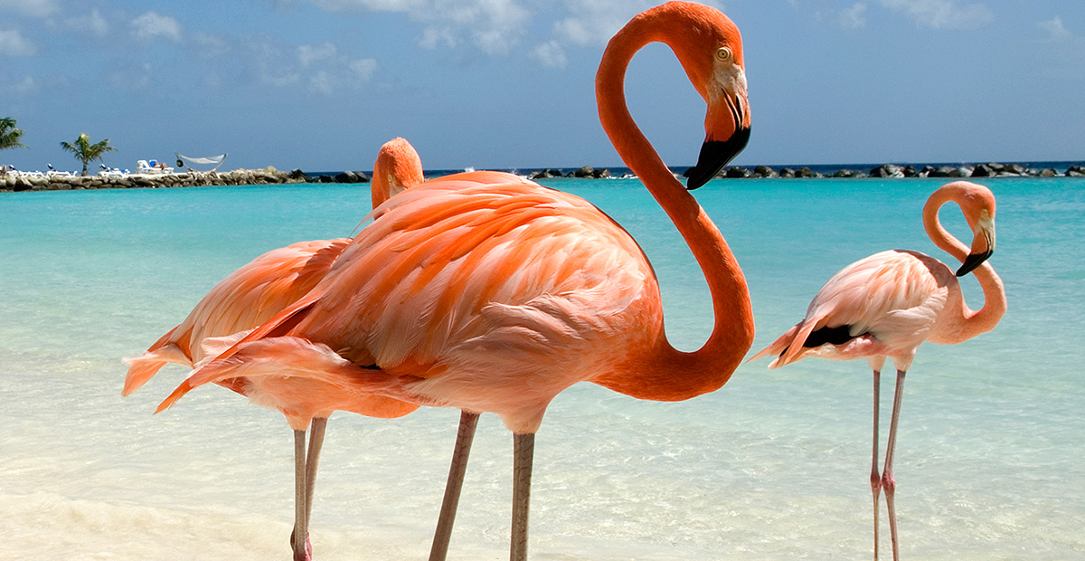 Cheap Flights to Aruba AUA Always Save on your Aruba AUA Flights